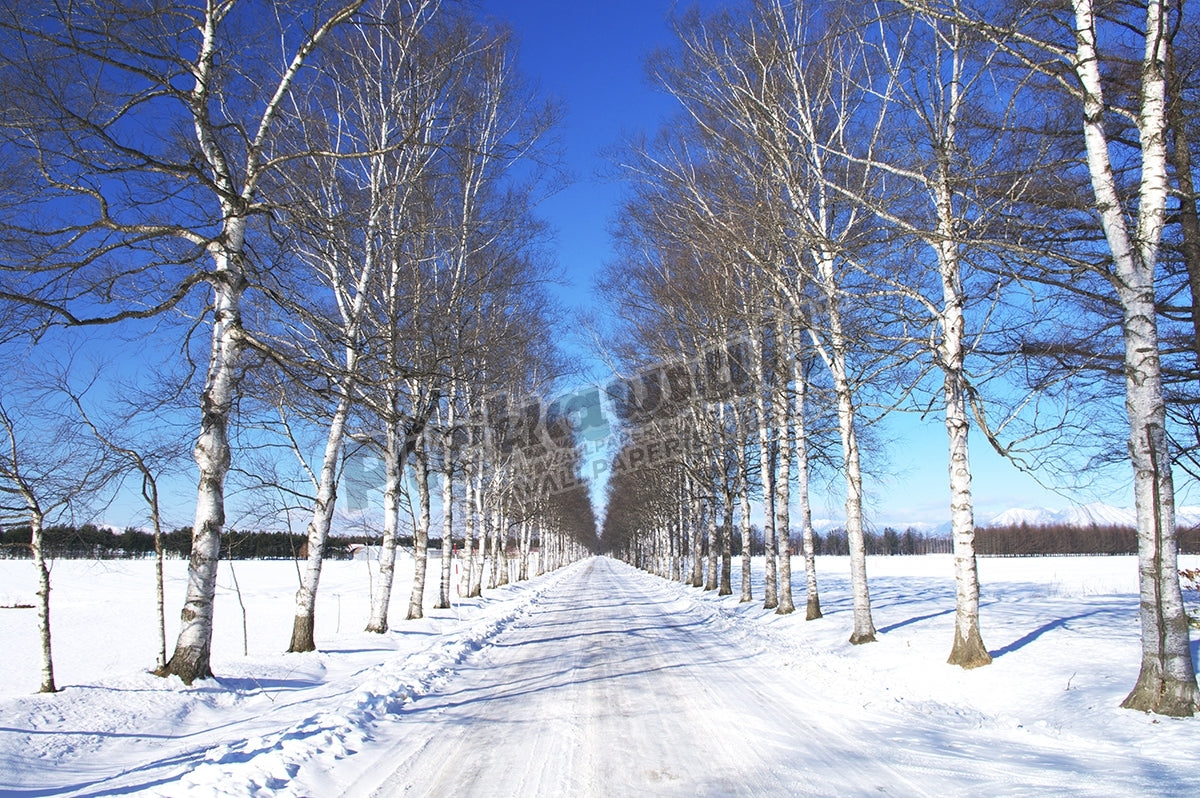 Rural Road Lined with Birch Trees in Winter