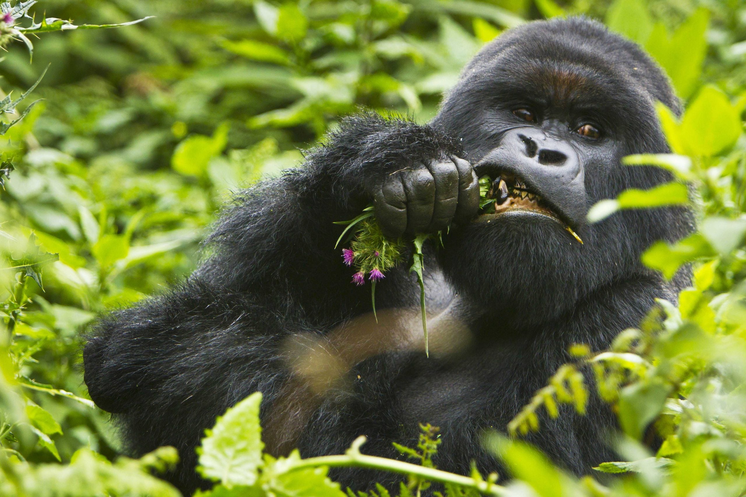 Big Gorilla