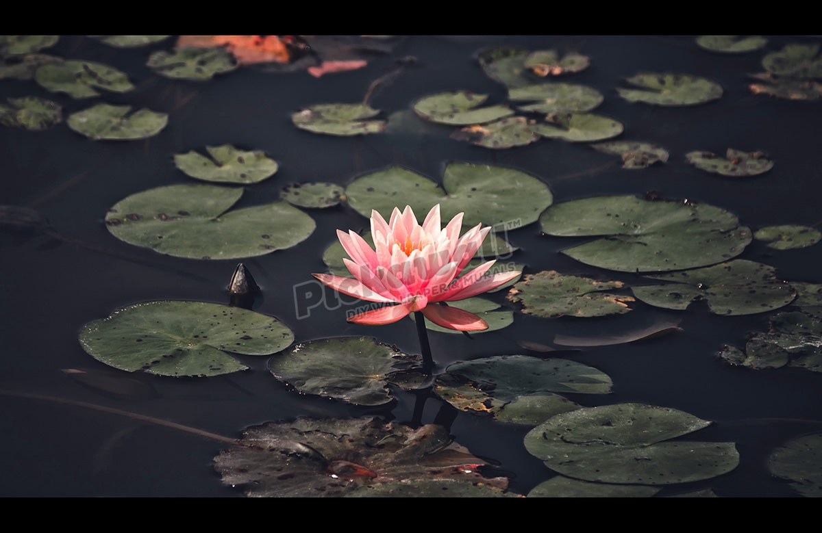 Lotus surrounded by lotus leaves