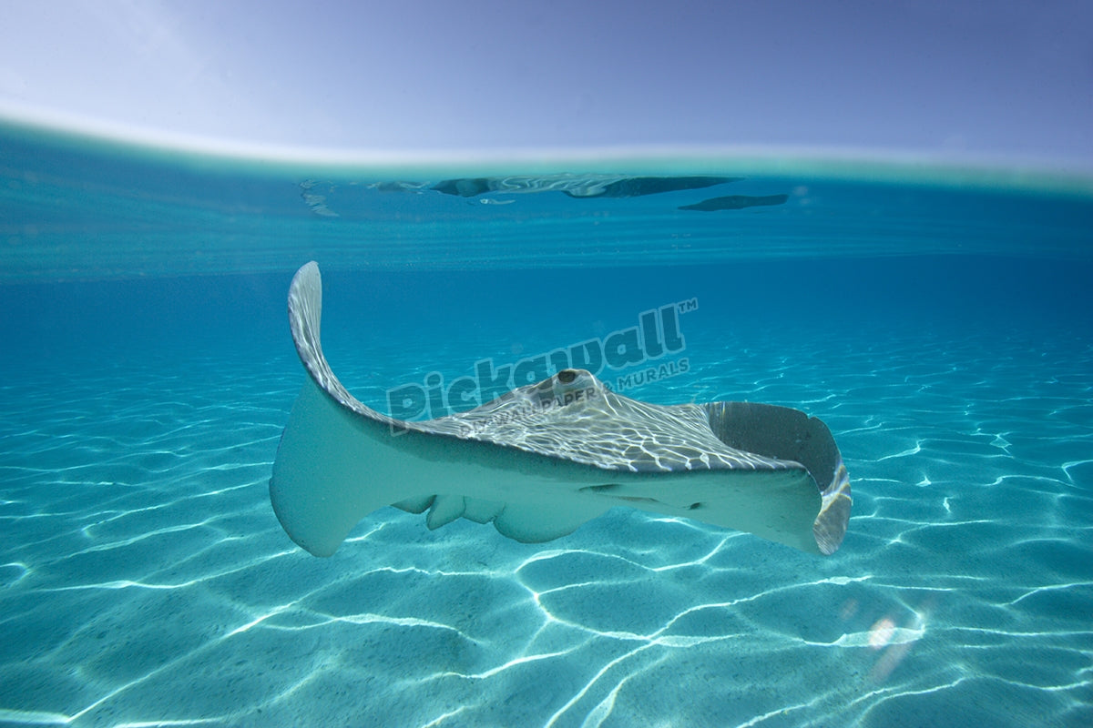 Stingray tahiti