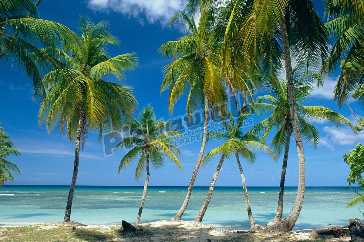 Landscape - Sea, Tropical Island, Caribbean