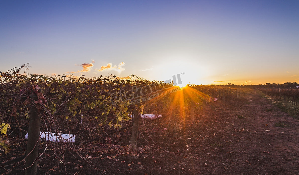 Vineyard Sunset