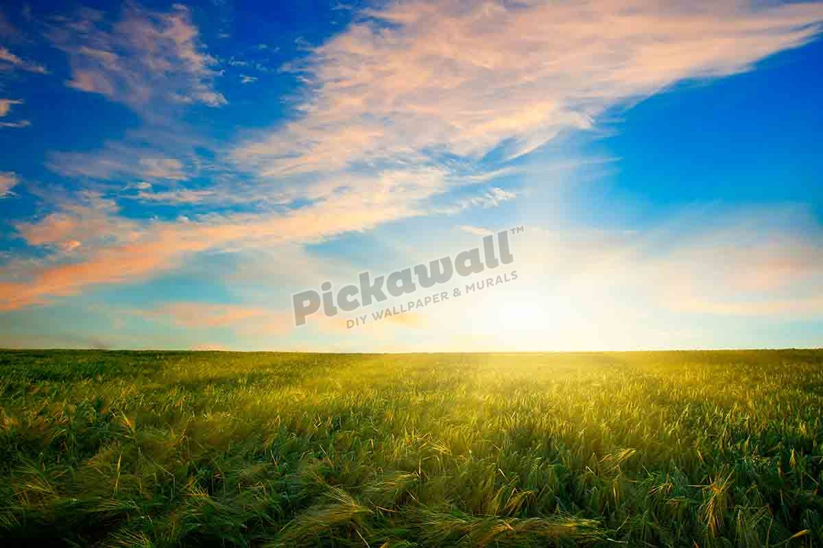 SUNSET, WHEAT FIELD