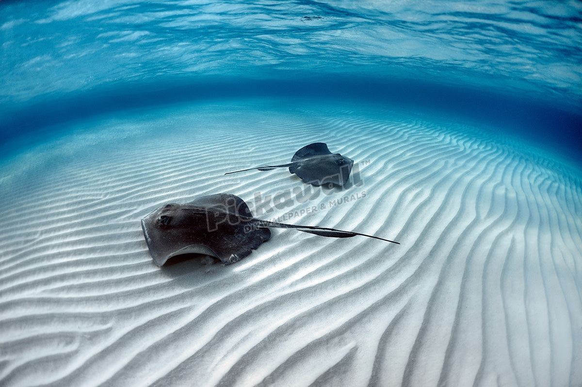 Stingray Fish