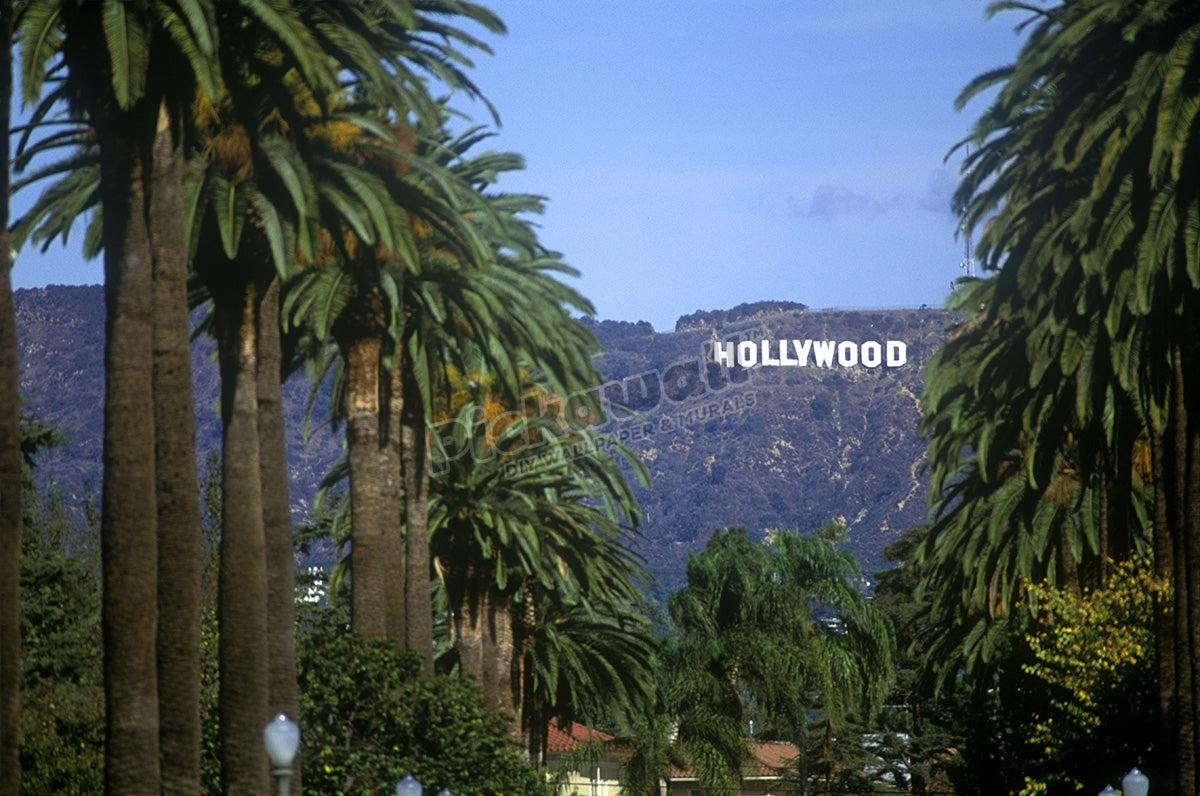 PALM TREES HOLLYWOOD SIGN WINDSOR BOULEVARD HOLLYWOOD LOS ANGELES CALIFORNIA USA