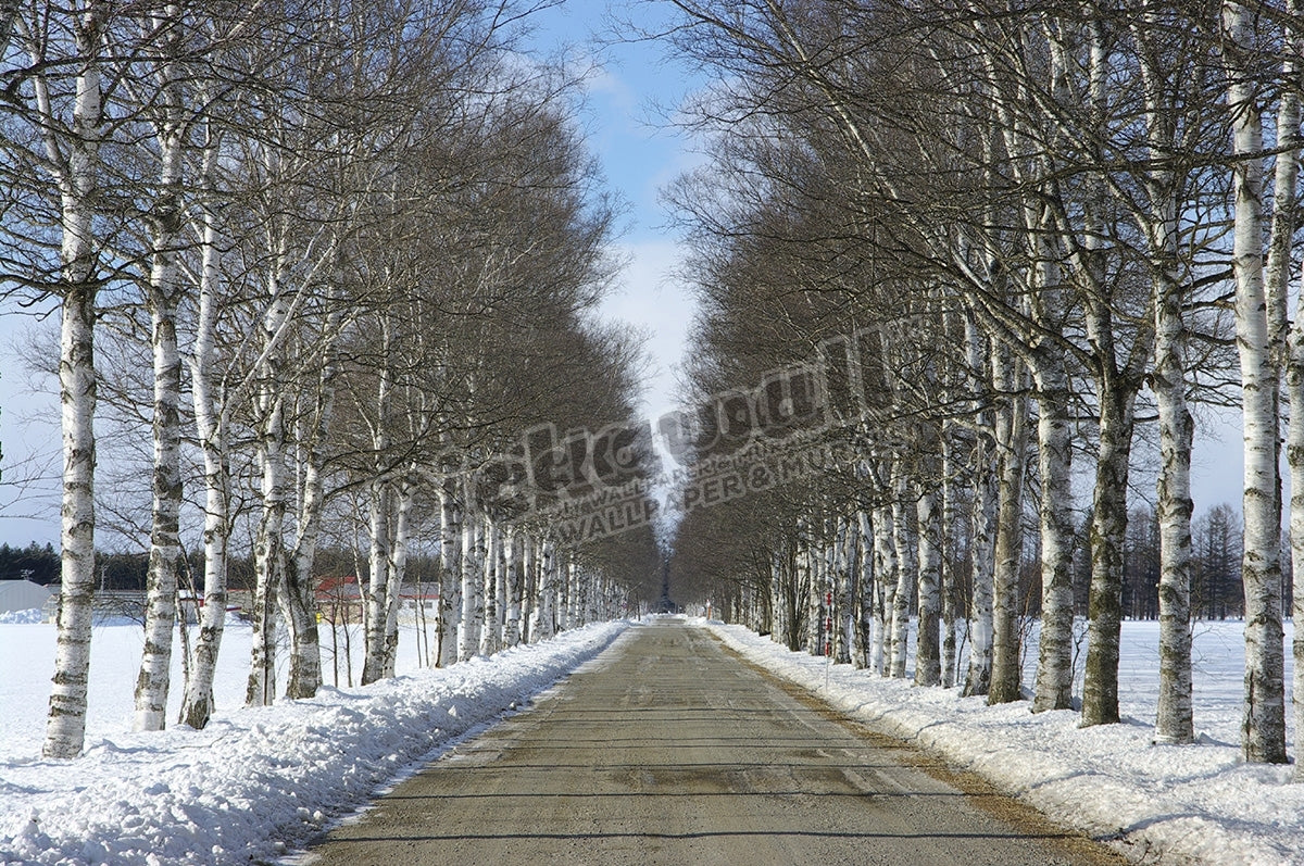 Tree Lined Road During Winter. Hokkaido, Japan
