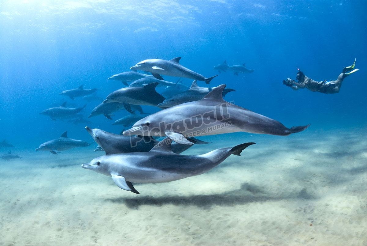 Bottlenose Dolphin Pod