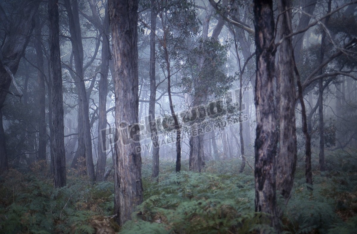 A misty, foggy morning in a forest - Pickawall