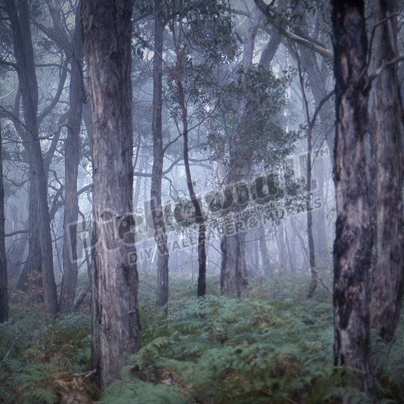 A misty, foggy morning in a forest - Pickawall