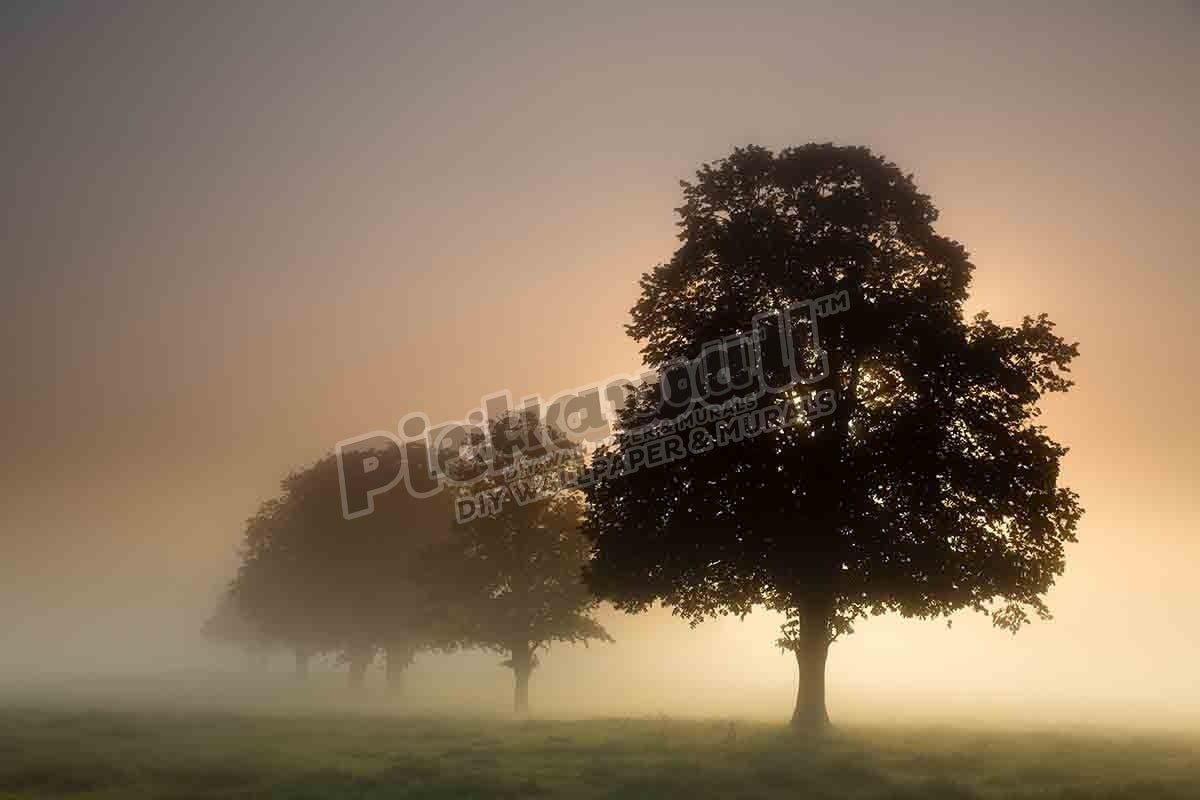 a misty morning near Milborne Port - Pickawall
