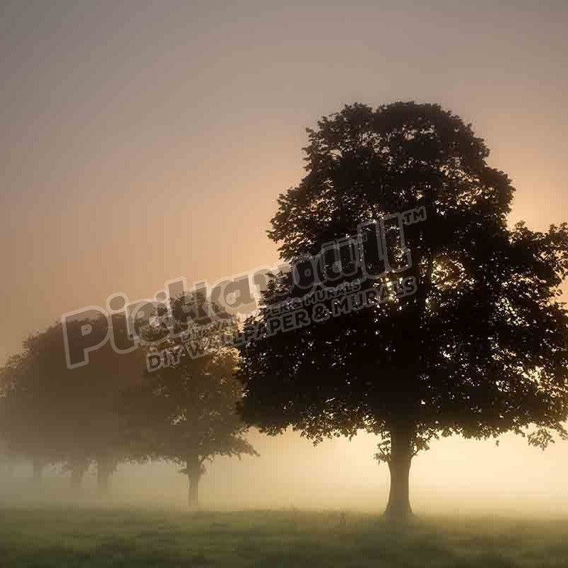 a misty morning near Milborne Port - Pickawall