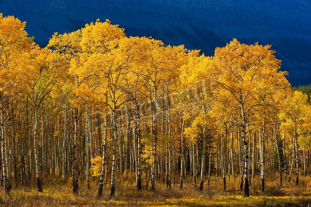 A stand of aspen trees with leaves turned the golden yellow of autumn - Pickawall