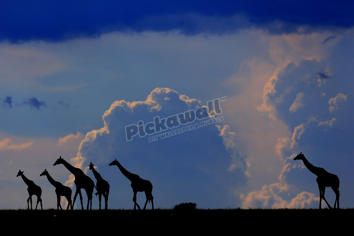 Masai Giraffes walking across the Mara plains.