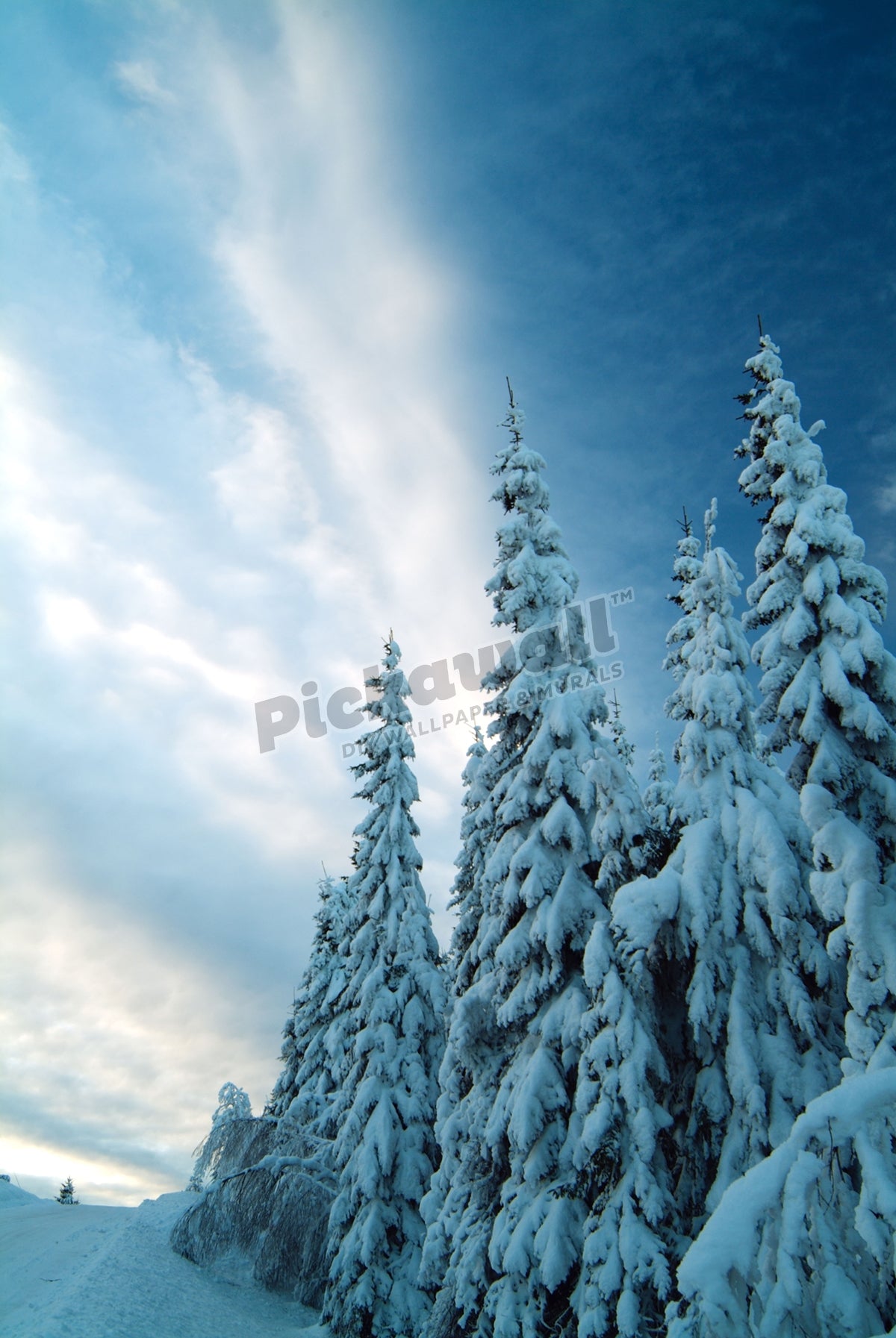 Snow covering trees in rural Varmland Sweden