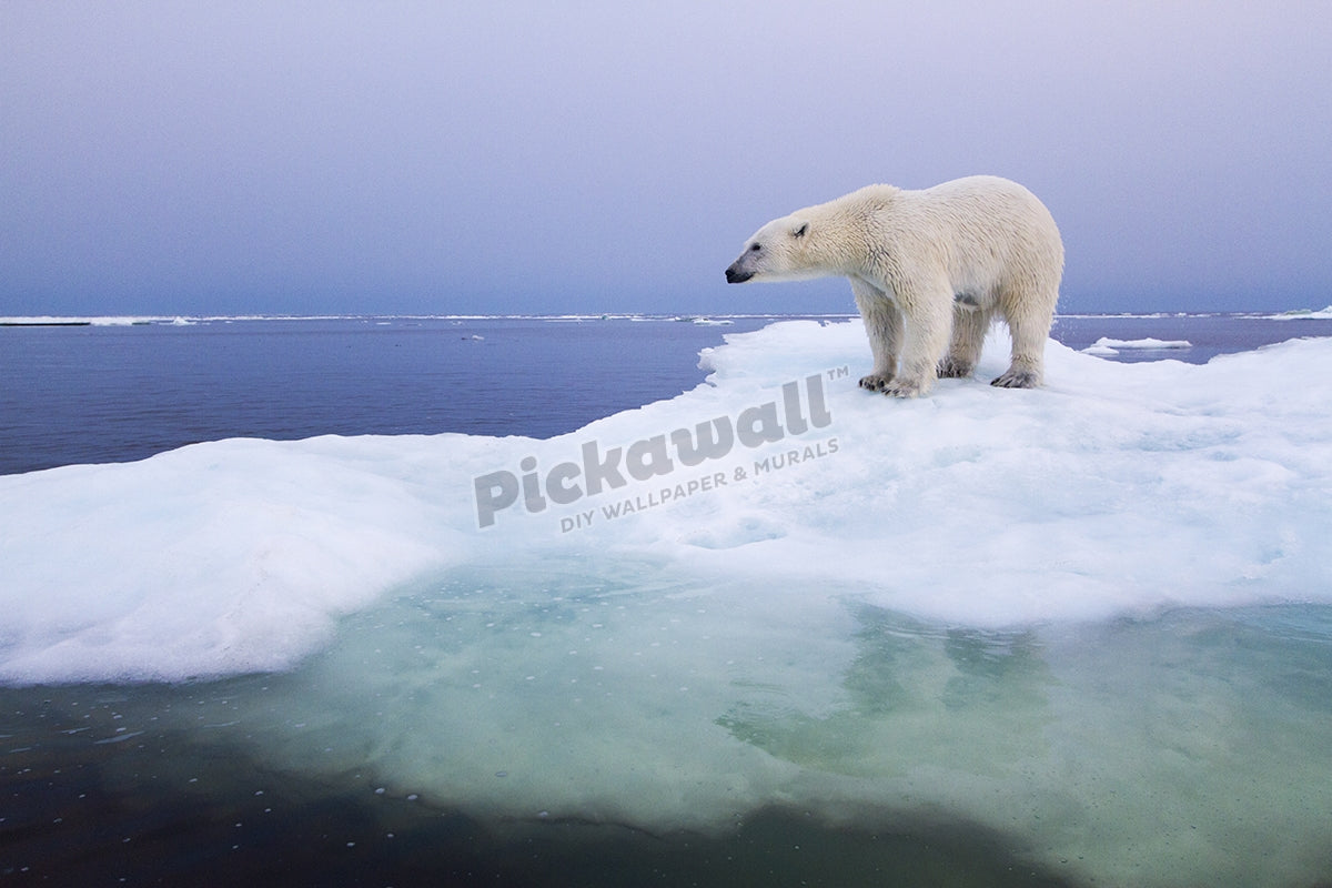 Polar Bear, Hudson Bay, Canada