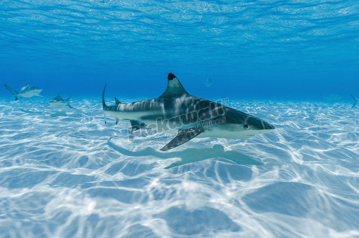 Blacktip Reef Shark
