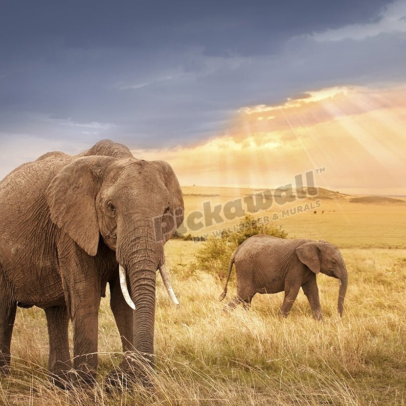 African elephants in sunset light - Pickawall