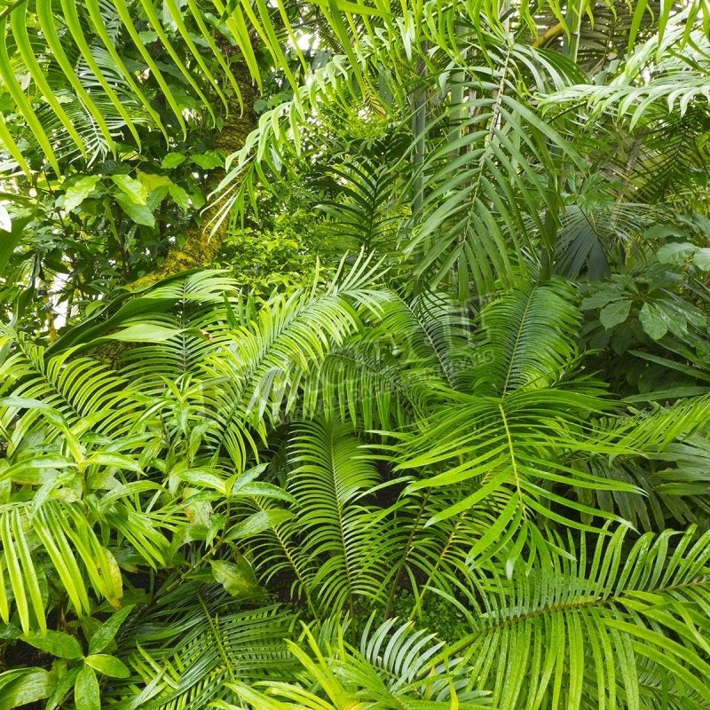 Amazon Rainforest - Pickawall