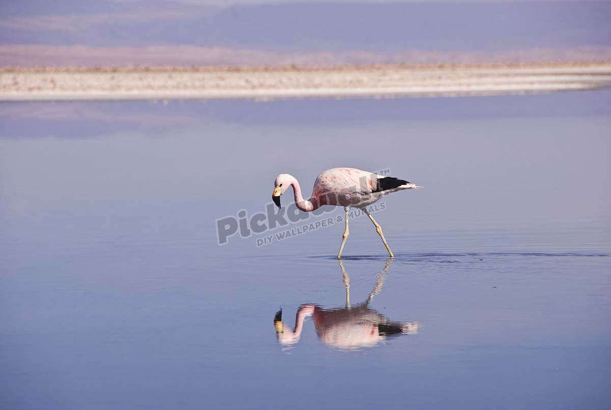 Andean flamingo - Pickawall