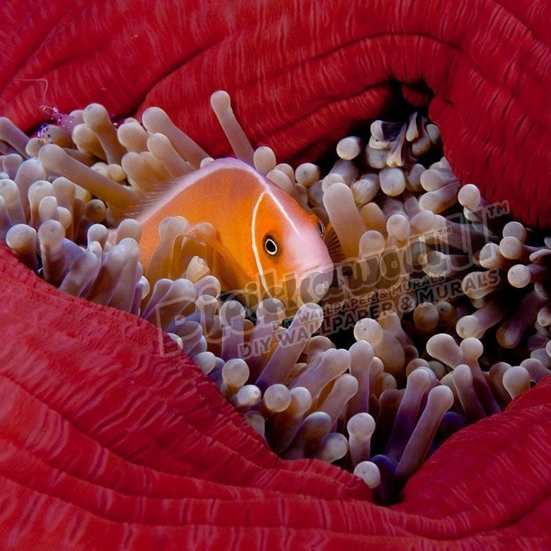 Anemone fish inside Anemone - Pickawall