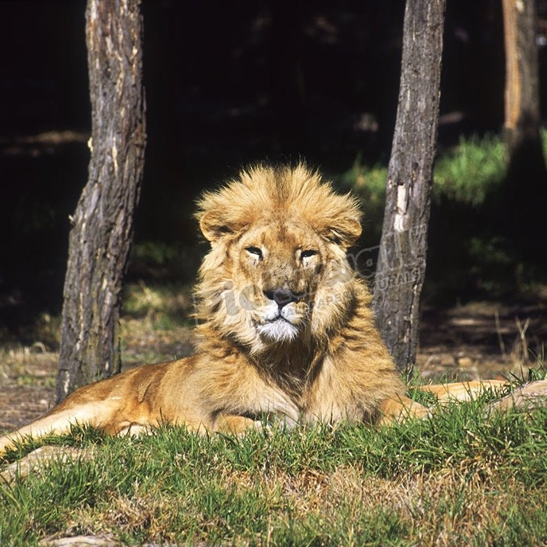 Asiatic lion - Pickawall
