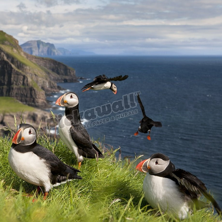 Atlantic Puffins Together - Pickawall