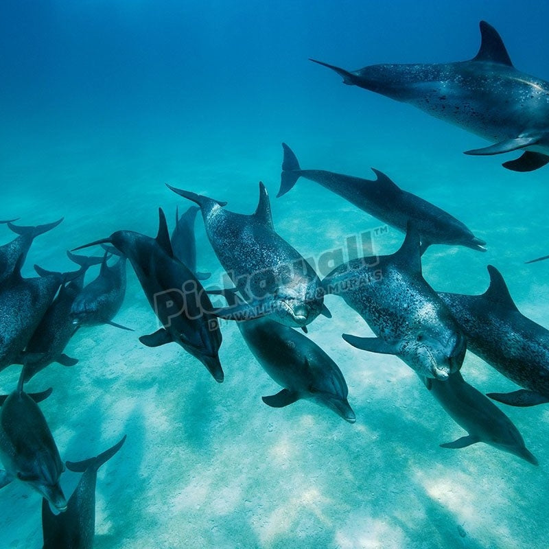 Atlantic Spotted Dolphins - Pickawall