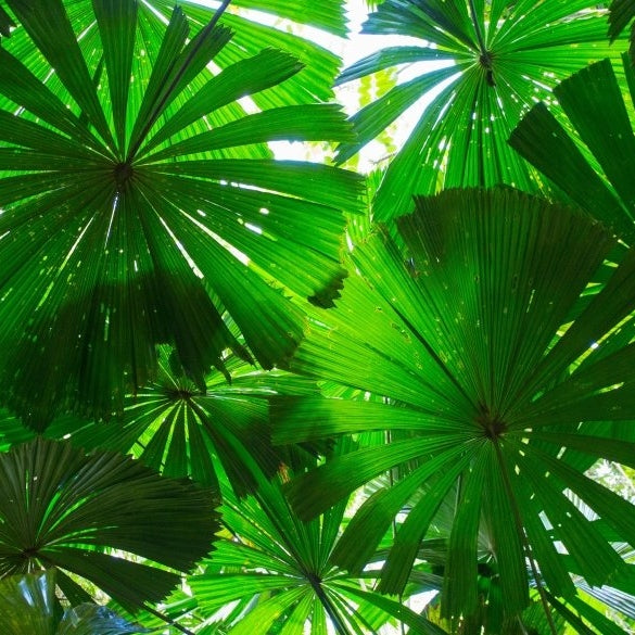Australian Fan Palms - Pickawall