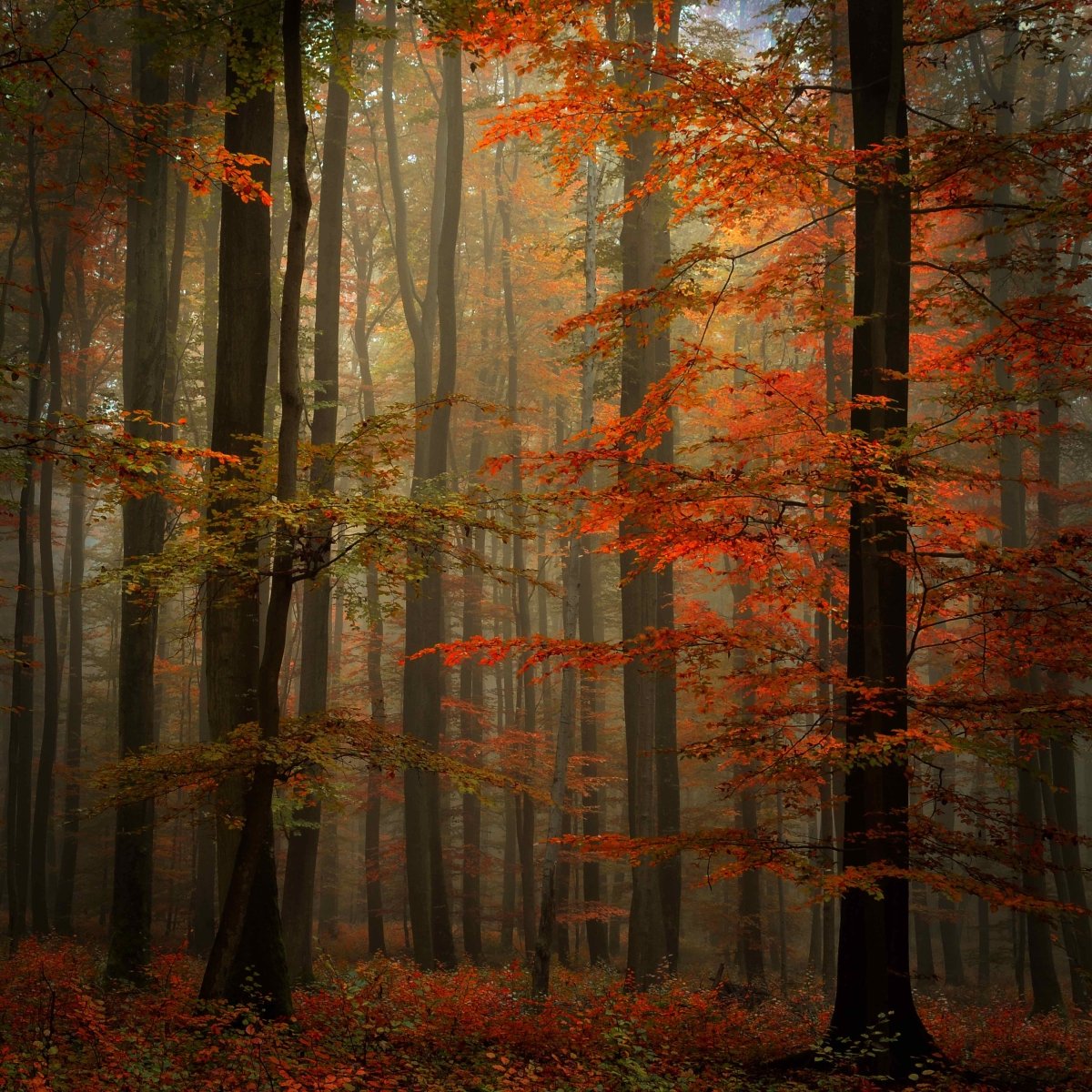 Autumn forest full of light Forest - Pickawall