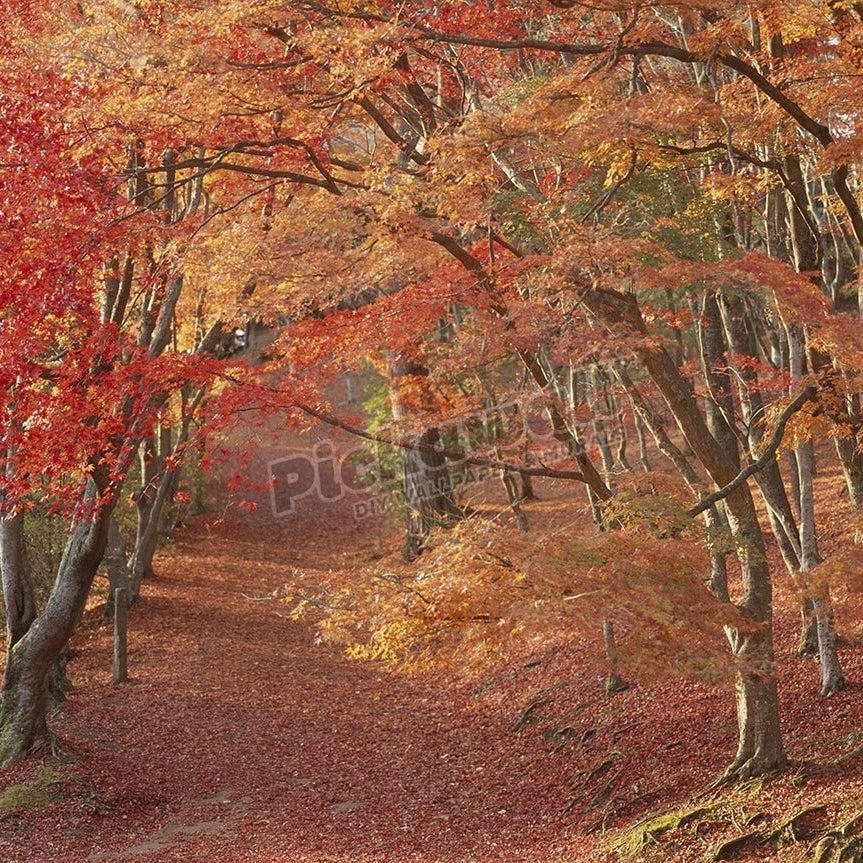 Autumn Leaves at Shuzenji Park' - Pickawall