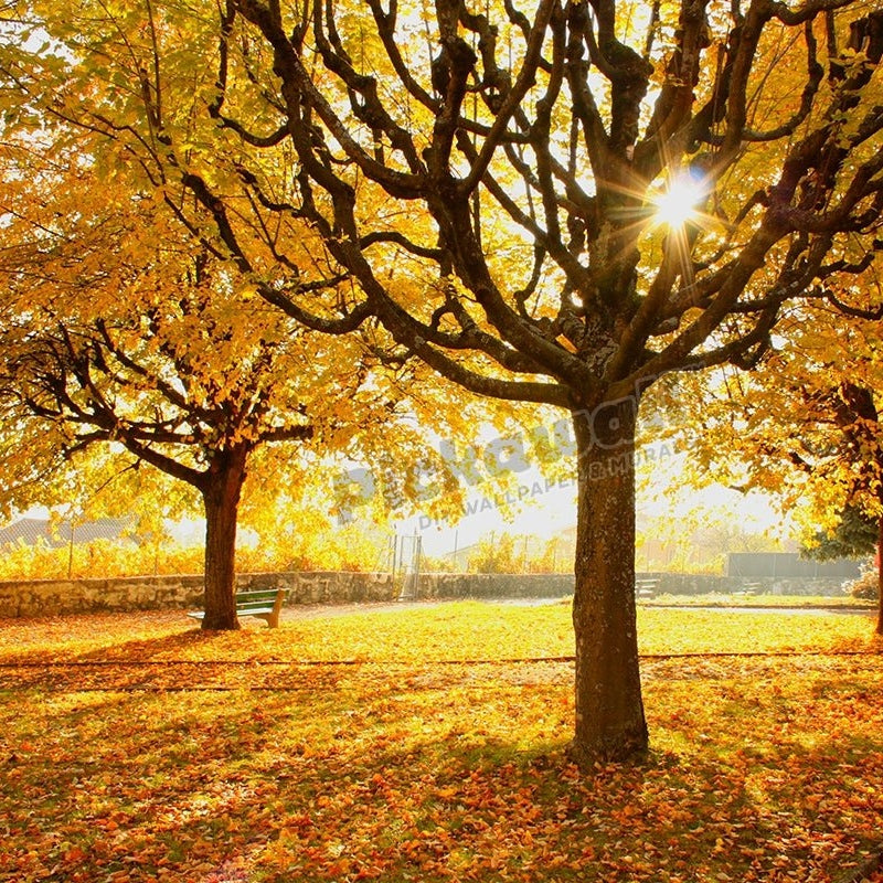Autumn trees sunny day - Pickawall