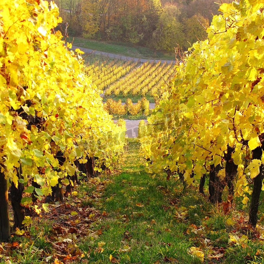 Autumn vineyard - Pickawall
