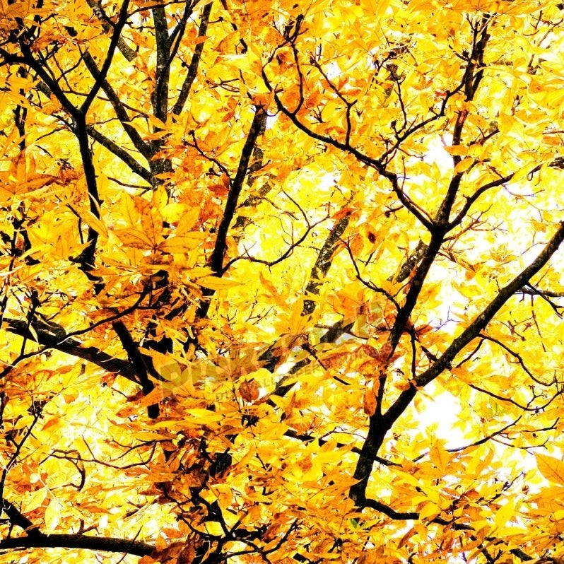 Autumn Yellow Tree - Pickawall