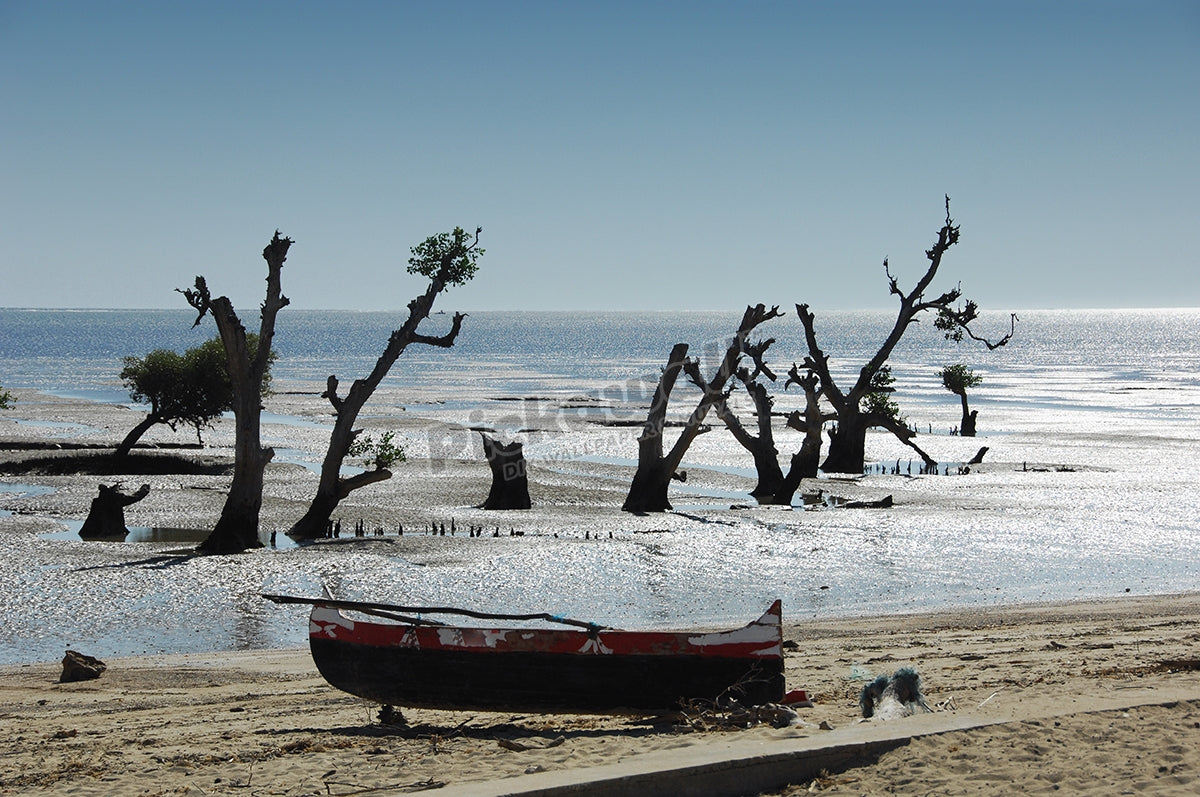 Boat and Drowned Trees