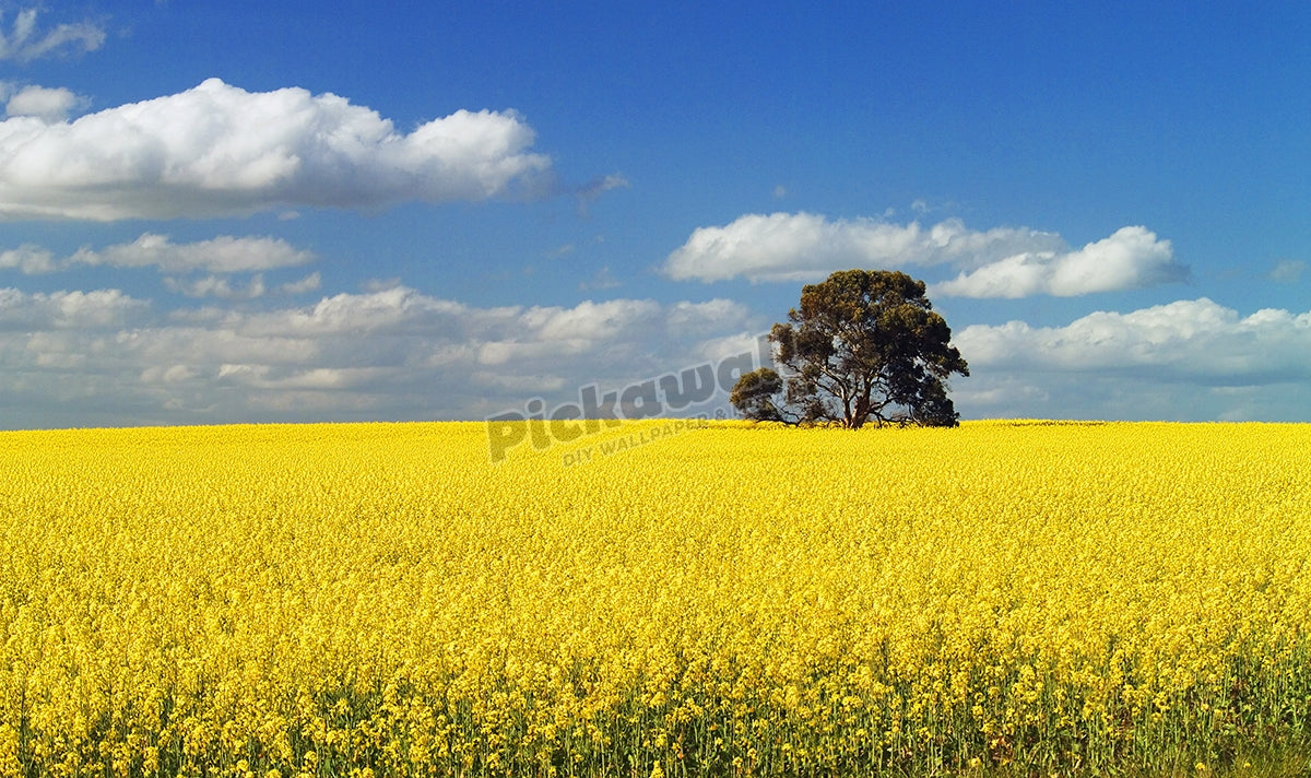 Canola Field