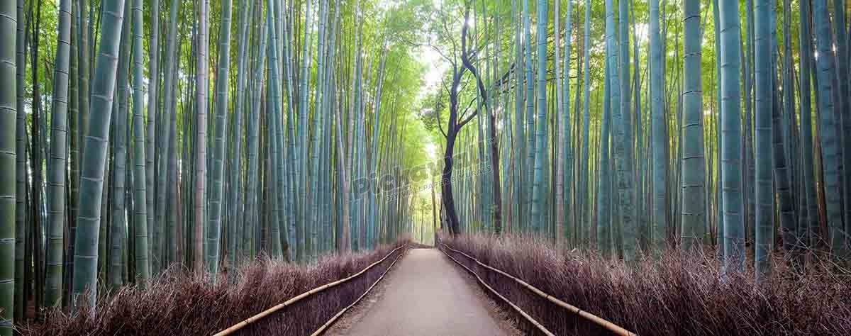 Japan, Kyoto, Arashiyama bamboo forest