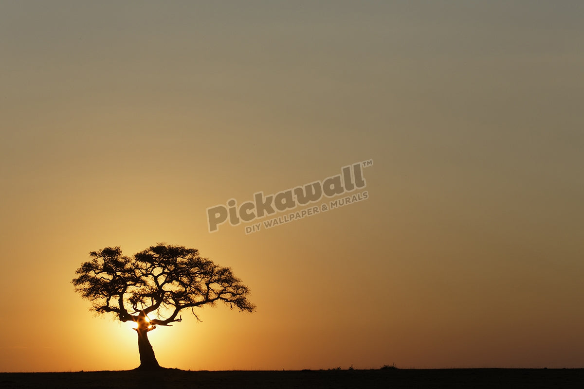 Large fig tree silhouetted at sunrise