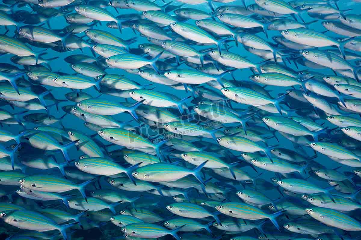 Shoal of Goldbanded Fusilier