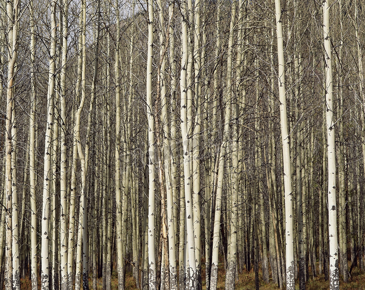 Quaking aspens (Populus tremuloides) forest, Canada