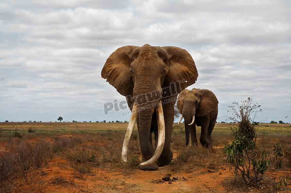 Elephant (Loxodonta africana) tusker