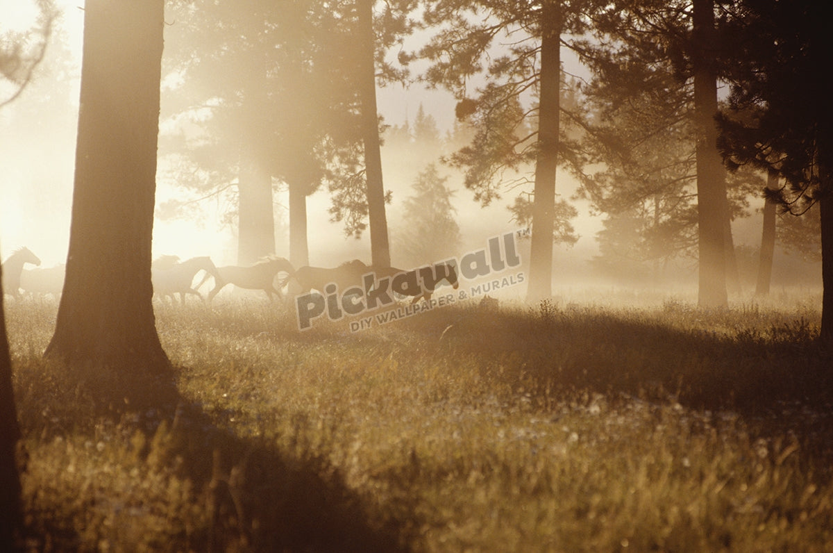 Horses running in forest with early morning mist