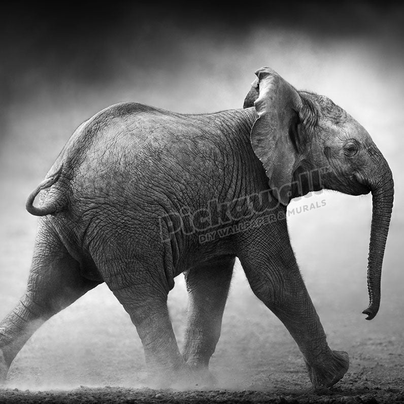 Baby Elephant in dust - Pickawall