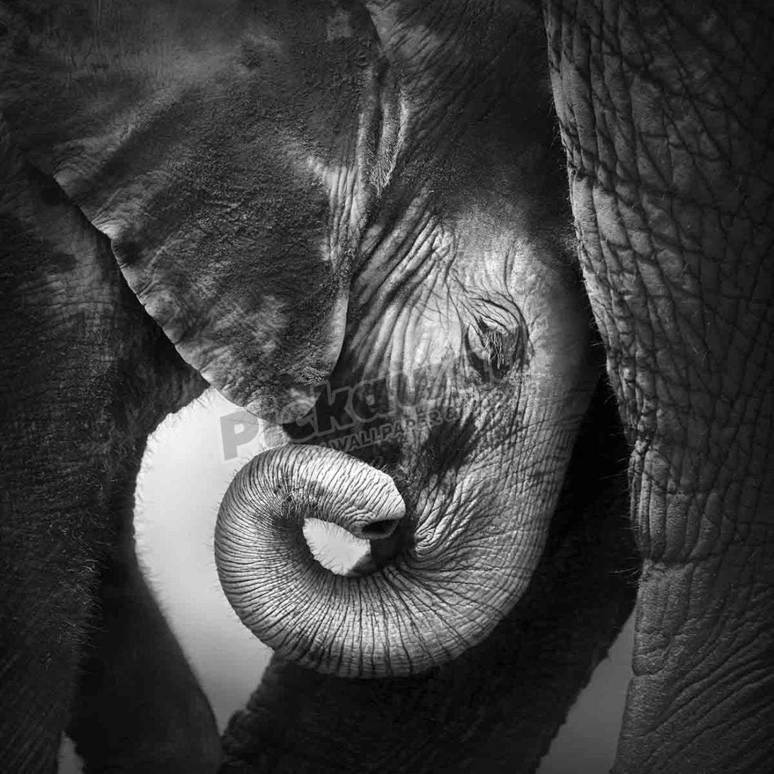 Baby elephant seeking comfort - Pickawall