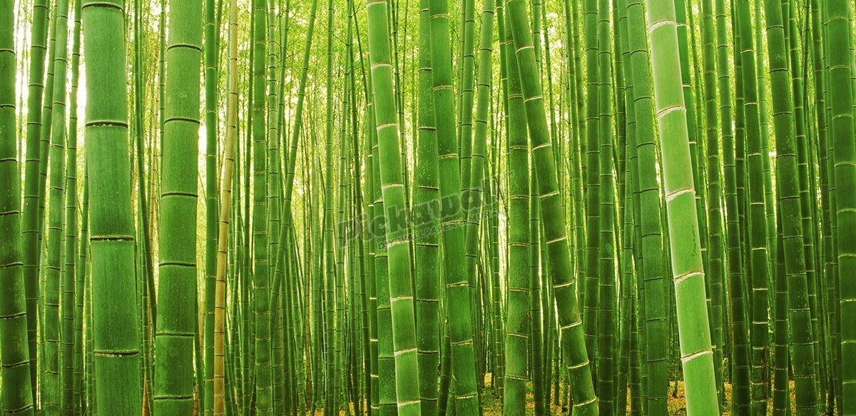 Bamboo forest at Sagano Arashiyama near Kyoto, Japan - Pickawall
