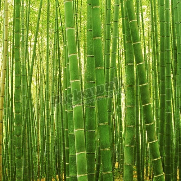 Bamboo forest at Sagano Arashiyama near Kyoto, Japan - Pickawall