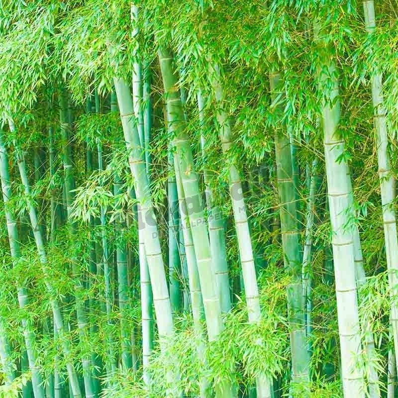 Bamboo forest, Japan - Pickawall