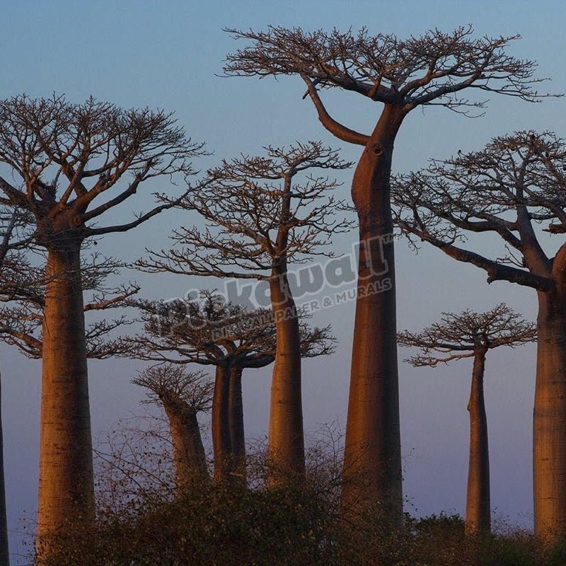 Baobab trees, Madagascar - Pickawall