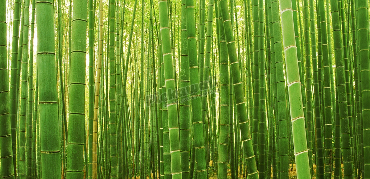 Bamboo forest at Sagano Arashiyama near Kyoto, Japan