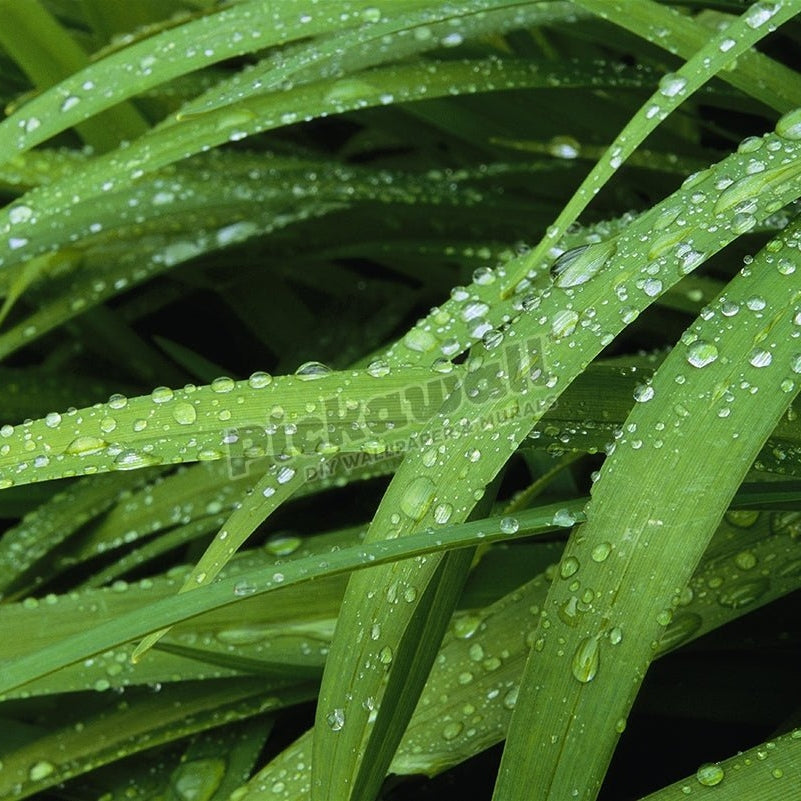 Beads of rain on long green grass - Pickawall
