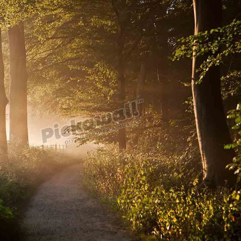 Beech forest road sun rays in morning mist - Pickawall